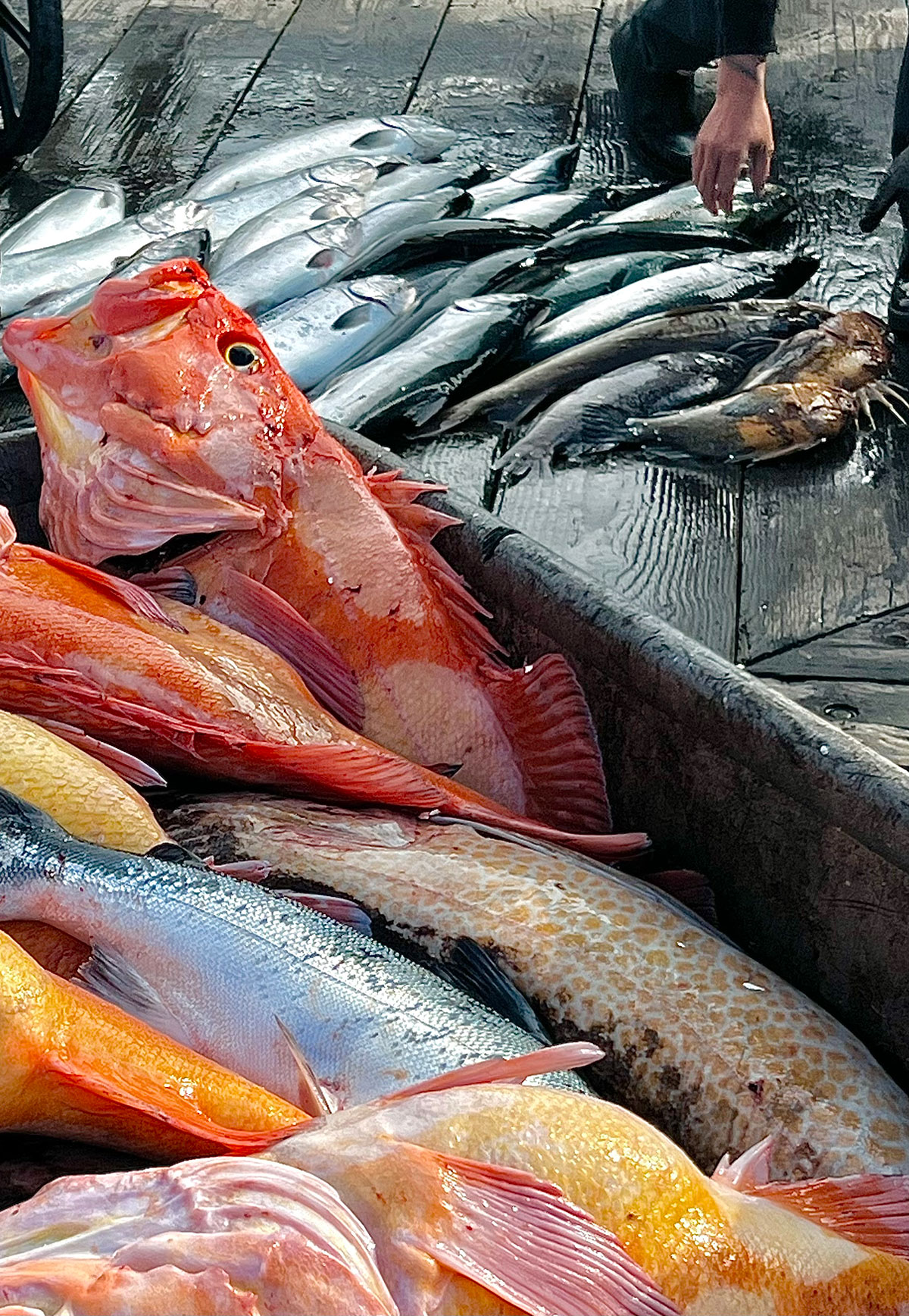 Captain Jack's Seafood Locker photo 7